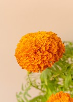 Imagen preview para Planta Cempasúchil en maceta beige - 4