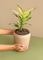 Imagen preview para Planta Reina Plateada en Maceta Beige - 1