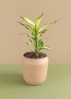 Imagen preview para Planta Reina Plateada en Maceta Beige - 2