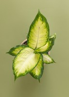 Imagen preview para Planta Reina Plateada en Maceta Beige - 3