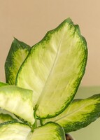 Imagen preview para Planta Reina Plateada en Maceta Beige - 4