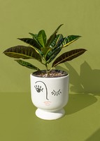 Imagen preview para Planta de la Buena Energía en Maceta de Cerámica - 1