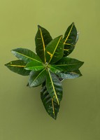 Imagen preview para Planta de la Buena Energía en Maceta de Cerámica - 2