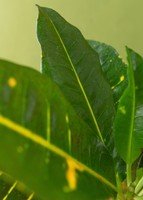 Imagen preview para Planta de la Buena Energía en Maceta de Cerámica - 4