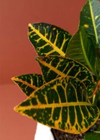 Imagen preview para Planta de la Buena Energía con Vela Círculo de Hadas - 4