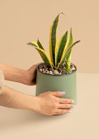 Imagen preview para Planta de la Motivación en Maceta Verde - 2