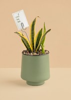 Imagen preview para Planta de la Motivación en Maceta Verde - 1