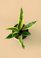 Imagen preview para Planta de la Motivación en Maceta Verde - 3