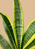 Imagen preview para Planta de la Motivación en Maceta Verde - 4