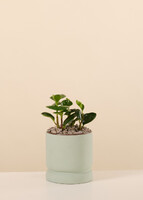 Imagen preview para Planta del Exito en Base Verde - 1