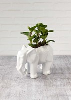 Imagen preview para Planta del Éxito en Maceta de Elefante - 1