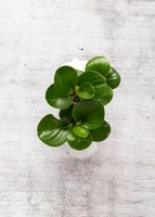 Imagen preview para Planta del Éxito en Maceta de Elefante - 2