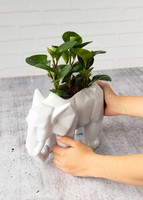 Imagen preview para Planta del Éxito en Maceta de Elefante - 3