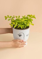 Imagen preview para Planta Duranta Base Céramica - 2