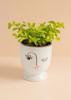 Imagen preview para Planta Duranta Base Céramica - 1