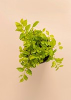 Imagen preview para Planta Duranta Base Céramica - 3