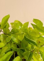 Imagen preview para Planta Duranta Base Céramica - 4