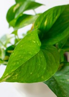 Imagen preview para Personaliza Marco Blanco con Planta Condolencias - 3