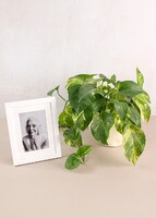 Imagen preview para Personaliza Marco Blanco con Planta Condolencias - 1