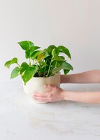 Imagen preview para Personaliza Marco Blanco con Planta Condolencias - 4