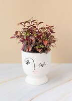 Imagen preview para Planta hoja de rubí en maceta de cerámica - 1