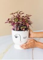 Imagen preview para Planta hoja de rubí en maceta de cerámica - 2