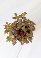 Imagen preview para Planta hoja de rubí en maceta de cerámica - 3