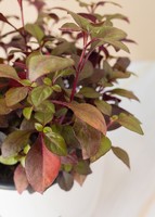 Imagen preview para Planta hoja de rubí en maceta de cerámica - 4