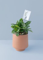 Imagen preview para Planta de la Oración en Maceta Naranja - 1