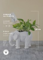 Imagen preview para Planta de la Fortaleza en Maceta de Elefante - 5
