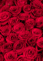 Imagen preview para Ramo con 150 Rosas Rojas Enviaflores - 4