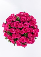 Imagen preview para Ramo de 50 Rosas Fucsia - 1