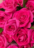 Imagen preview para Ramo de 50 Rosas Fucsia - 4