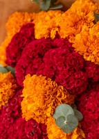 Imagen preview para Cempasúchil y Garra de León en Ramo - 4