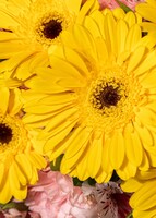 Imagen preview para Rayos de Sol con Gerberas y Claveles - 4