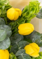 Imagen preview para Ramo de Tulipanes Amarillos - 4