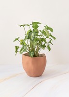 Imagen preview para Planta de la Pureza en Maceta Cerámica - 1