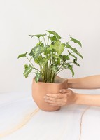 Imagen preview para Planta de la Pureza en Maceta Cerámica - 2