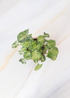 Imagen preview para Planta de la Pureza en Maceta Cerámica - 3