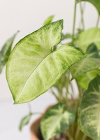 Imagen preview para Planta de la Pureza en Maceta Cerámica - 4