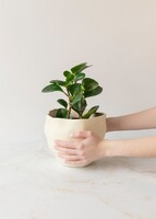 Imagen preview para Personaliza con Mini Foto Planta del Éxito - 3