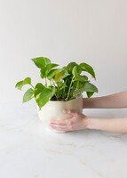 Imagen preview para Personaliza con Mini Foto Planta de la Fortaleza - 3