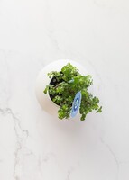 Imagen preview para Planta de la Buena Vibra - 5