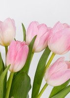 Imagen preview para 20 Tulipanes Rosa en Jarrón - 4